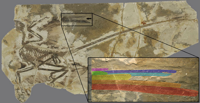 An odd gap (arrow) in the plumage on the right forelimb of this Microraptor fossil was created by molting, with three new feathers coming in (colored in the inset as green, yellow and orange), researchers say. The different lengths of the new feathers suggest a sequential molting strategy: the longest (red) is fully grown, while the other new feathers are at different stages of growth. The older, not-yet-replaced feathers are colored pink, purple and blue. Such sequential molting could have enabled Microraptor to fly year-round. Y. KIAT ET AL/CURR BIO 2020