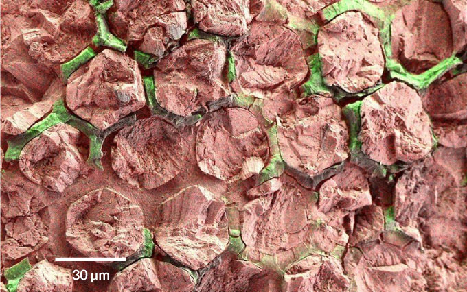 Colors added to a highly magnified image of a fossil crane fly eye show hexagonal pieces found to contain lots of calcium (pink), indicating mineralized lenses. Rims contain abundant carbon (green) and other elements as expected from a screening pigment. J. LINDGREN ET AL/NATURE 2019