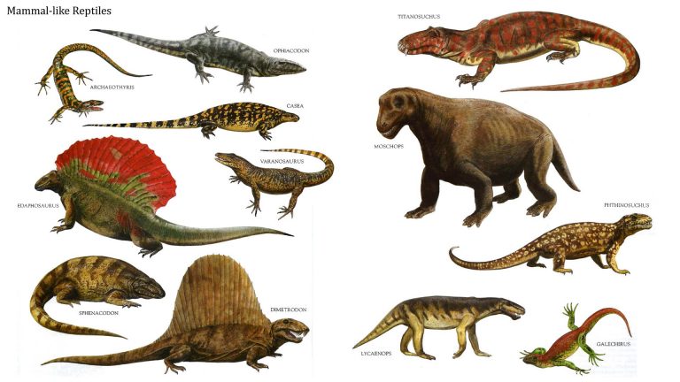 The earliest known fossil for the synapsid is 312 million years old, while the earliest known fossil for the sauropsid is about 306 million years old. This might indicate that mammal-like traits and reptilian-like traits emerged at around the same time. Therefore one did not necessarily evolve from the other but rather shared common ancestors more similar to the reptile-like amphibians. Very few of the non-mammalian synapsids (mammal-like reptiles) outlasted the Triassic period, although survivors persisted into the Cretaceous and are considered, as a phylogenetic unit, to include mammals as descendants.The Mesozoic era has three major periods: the Triassic, Jurassic, and Cretaceous, and is also known as The Age Of The Reptiles. Author: Miroslav Tuketic
