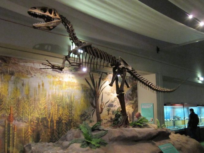 Megalosaurus skeleton, World Museum Liverpool, England. Found in southern England. Author: Rept0n1x