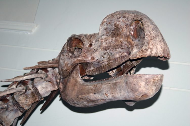 Mounted skull of a Muttaburrasaurus langdoni at the Australian Museum, Sydney. Photo by Matt Martyniuk (Dinoguy2)