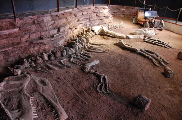 Giganotosaurus fossil replica – Villa El Chocón
