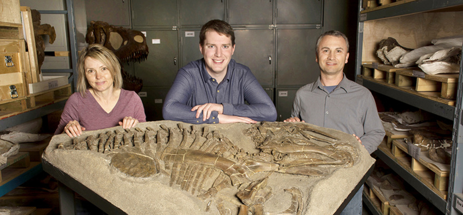 Skeleton of a duck-billed dinosaur Prosaurolophus in collections at Royal Tyrrell Museum, that was found in ancient oceanic sediments. Researchers Eamon Drysdale, centre, François Therrien, right, and Darla Zelenitsky. Royal Tyrrell Museum of Palaeontology photo