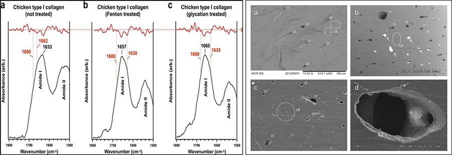 LEFT: SR-FTIR analysis. Amide I sub-band localization of untreated and treated chicken type I collagen in SR-FTIR spectra. Sub-bands (β-sheet, ~1633 cm−1; triple-helix, ~1658–1660 cm−1; intermolecular, ~1683–1690 cm−1) are indicated in the figures. Red traces denote second derivatives of experimental curves. Although the intermolecular sub-band typically presents at lower wavenumber, the identified value was the nearest local minimum in each of the second derivative traces and consistently appears across all samples; therefore, in this sample, the intermolecular sub-band was indexed at 1697–1699 cm−1. RIGHT: SEM images of USNM 555000 cortical bone. (a) Fracture surface showing clear features of osteons (o) predominantly in longitudinal section, osteocyte lacunae (ol; in dashed white circles), and fine texture consistent with mineralized collagen fibers in bone. Back-scattered (BSE) image. (b), Polished (1200 grit) transverse section (BSE image) showing clear features of osteons and osteocyte lacunae. Mineral infilled osteons (white arrows) yield highly altered vessel structures, which were readily eliminated from SAXS, FTIR, and TEM analysis by careful preparation (sedimentation, washing, selection under microscope). Cracks are due to humidity/pressure changes and are an artefact of preparation. (c), Polished (1200 grit) transverse section (secondary electron [SE] image) showing clear features of osteons and osteocyte lacunae. (d), Highly magnified SE image of an osteon, showing fibrous texture at edges (white arrow), which was commonly observed in non-mineral infilled osteons in this specimen. This thin, fibrous coating inside the osteon structure is proposed to be the hollow, pliable vessel structures. Credit: Scientific Reports, doi: 10.1038/s41598-019-51680-1
