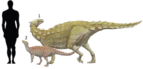 1. Scelidosaurus harrisonii (“limb lizard”) 1861 Chordata/Ornithischia/Scelidosauridae. 2. Scutellosaurus lawleri (“little shielded lizard”) 1981 Chordata/Ornithischia.