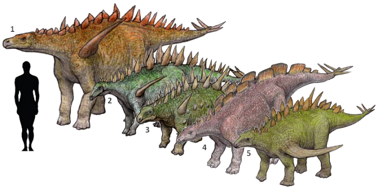 1.Dacentrurus 2.Lexovisaurus 3.Huayangosaurus 4.Wuerhosaurus 5.Gigantspinosaurus – by Kawasaki Satoshi