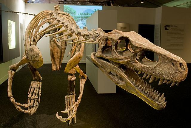 Herrerasaurus skeleton