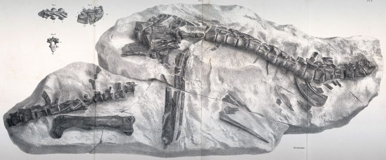 Hypsilophodon foxii specimens NHM 28707, 39560-1. Original description: Chief part of the vertebral column, with some bones of the extremities, of a young Iguanodon; nat. size. From the Wealden of Cowleaze Chine, Isle of Wight. In the British Museum, and that of J. S. Bowerbank, Esq., F.R.S.