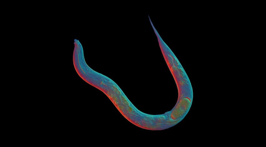 18mn yo Asexual Worm Could Unlock Secrets of Cloning Humans