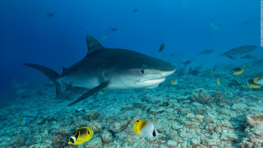 A Tiger Shark swims over coral reef in Fuvahmulah, Maldives. After millions of years of adaptations, more than 500 species of sharks swim the planet's oceans today, and sharks are found in almost every type of ocean habitat.