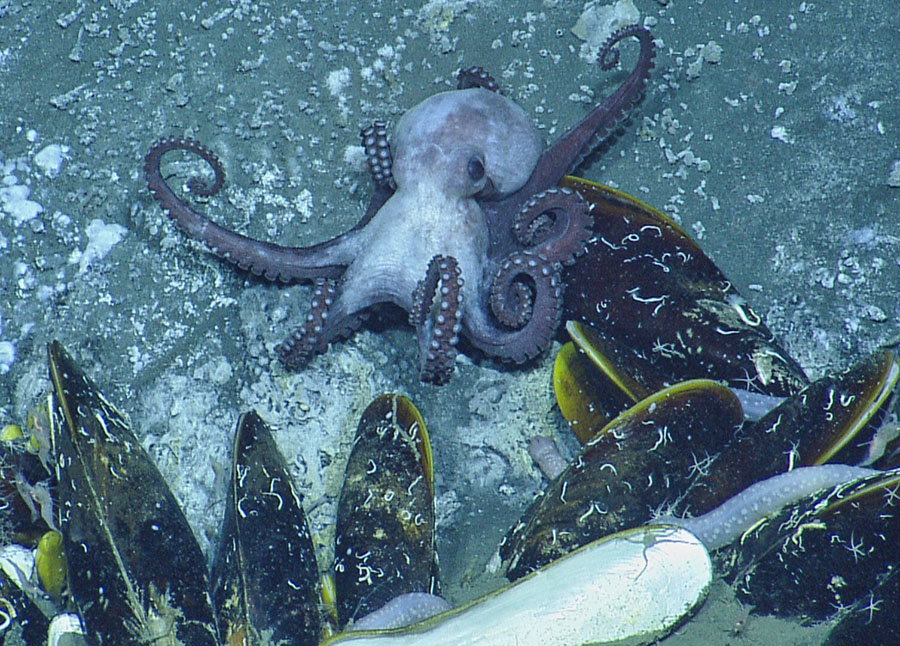 The octopus Muusoctopus johnsonianus at a modern cold seep off Grenada. Credit: Courtesy of Drs. Adiel Klompmaker and Neil Landman with permission of the Ocean Exploration Trust Inc.