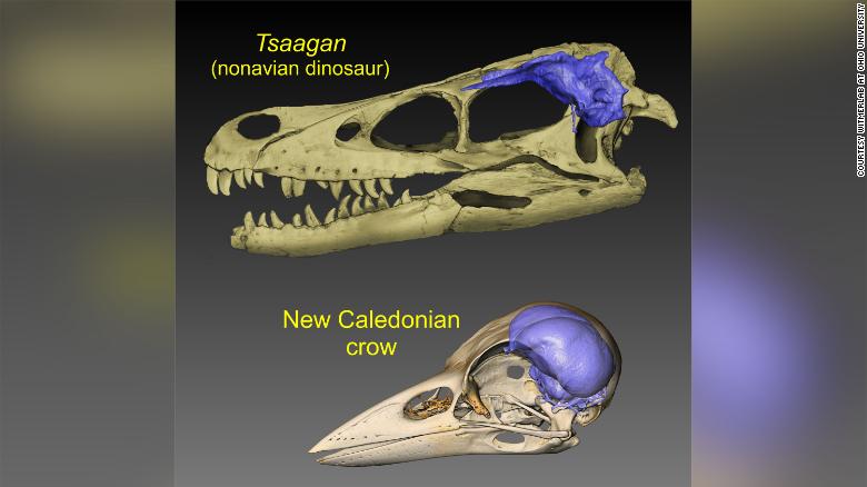Thes visuals show brain endocasts (blue) from the skulls of a dinosaur and a modern bird.