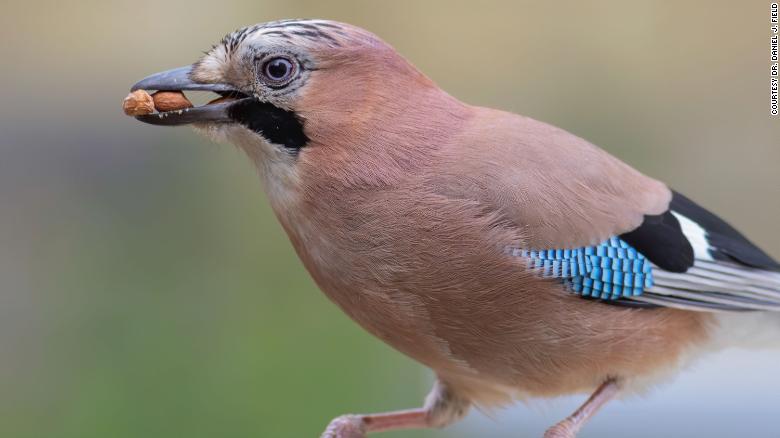 This Eurasian Jay is a member of the large-brain bird family called corvids.