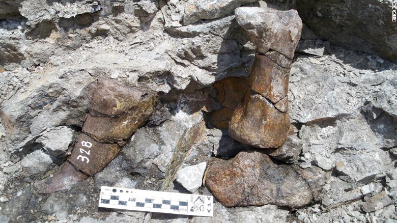 This is a fossilized limb bone of Bagualia alba, a new species of sauropod dinosaur found in Patagonia.