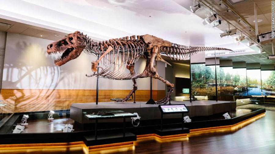 Paleontologists analyzed Sue, the world's most complete, best-preserved T. rex, as part of this study. Sue is on display at Chicago's Field Museum.