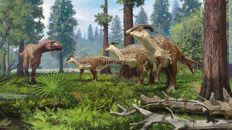 An illustration of a group of Parasaurolophus dinosaurs being confronted by a tyrannosaurid in the subtropical forests of New Mexico 75 million years ago.