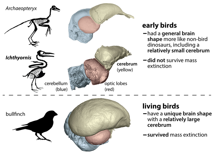 Differences in brain shapes likely influenced the survival of birds during the mass extinction that killed off non-avian dinosaurs. Credit: Christopher Torres / The University of Texas at Austin