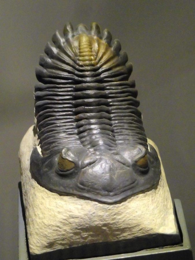 The 400-million-year old trilobite Hollardops mesocristata is widely thought to have had mineralized eyes. Credit: Daderot / Wikimedia Commons