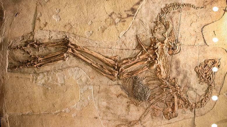 A cast of a Caudipteryx zoui specimen discovered in Liaoning, China. Source: © Shutterstock