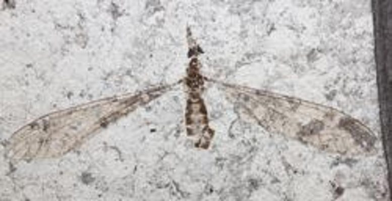 54-Million-Year-Old-Cranefly