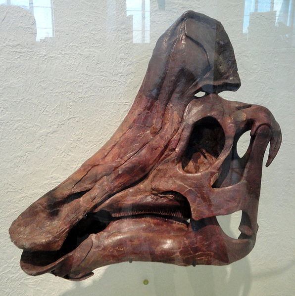 H. altispinus skull, AMNH