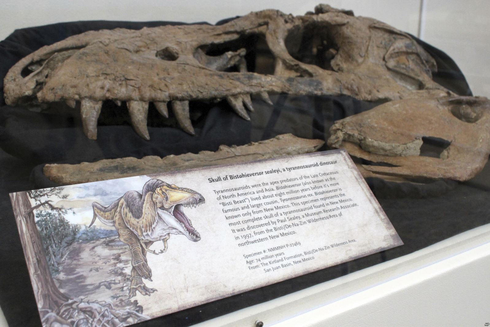 The skull of a tyrannosaur nicknamed the "Bisti Beast" is on display at the New Mexico Museum of Natural History and Science in Albuquerque, N.M., Aug. 15, 2017.