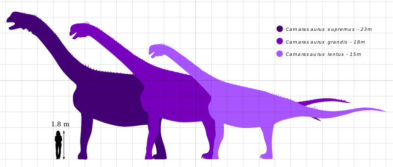 Scale diagram of the three known species of Camarasaurus