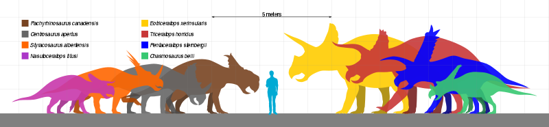 Size comparison of several members of Ceratopsidae with a human, Chasmosaurus in green