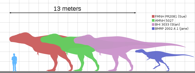 "Sue" and other specimens to scale with a human