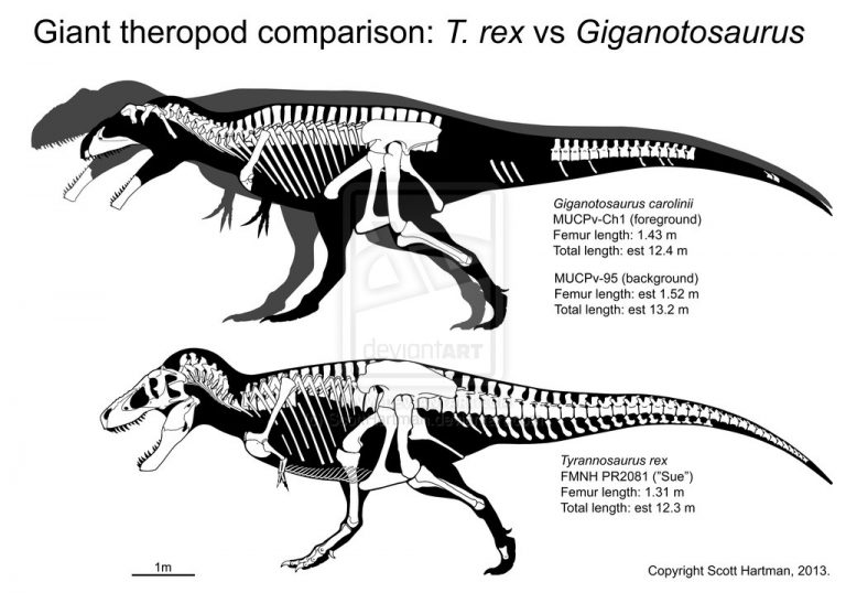 Giganotosaurus carolinii vs Tyrannosaurus sizes by Scott Hartman