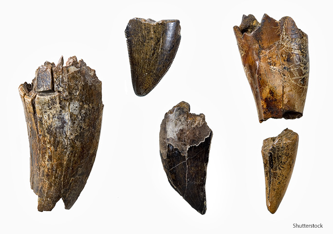 A close-up of T. rex teeth reveals their serrated edges