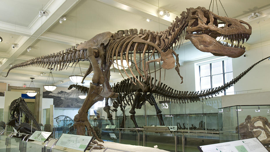 A fossil specimen of T. rex (AMNH 5027) on display at the National Museum of Natural History, in 2019. Credit: National Museum of Natural History, New York City. amnh.org/exhibitions/permanent/saurischian-dinosaurs/tyrannosaurus-rex.