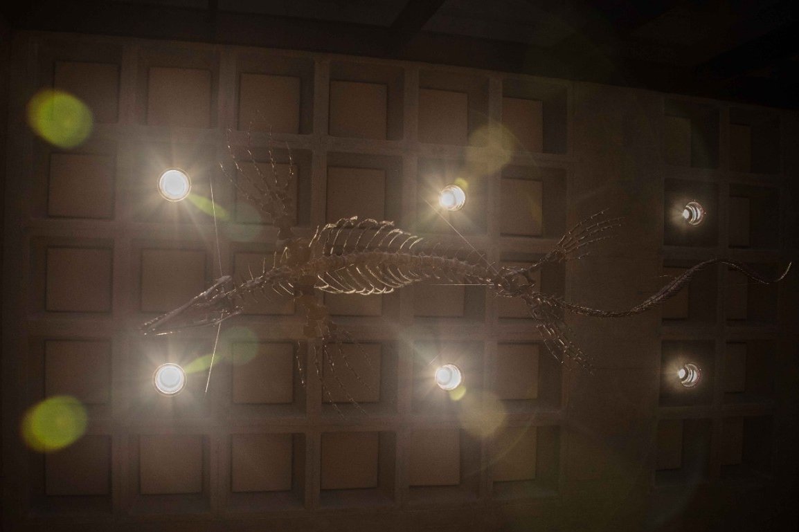 A fossilized mosasaur found in Kansas in 1991 is suspended from the ceiling of UC's Geology-Physics Building where it is on public display. Credit: University of Cincinnati