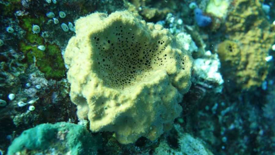 A modern demosponge species, which makes the same 26-mes steroids that the researchers found in ancient rocks. Image: Paco Cárdenas
