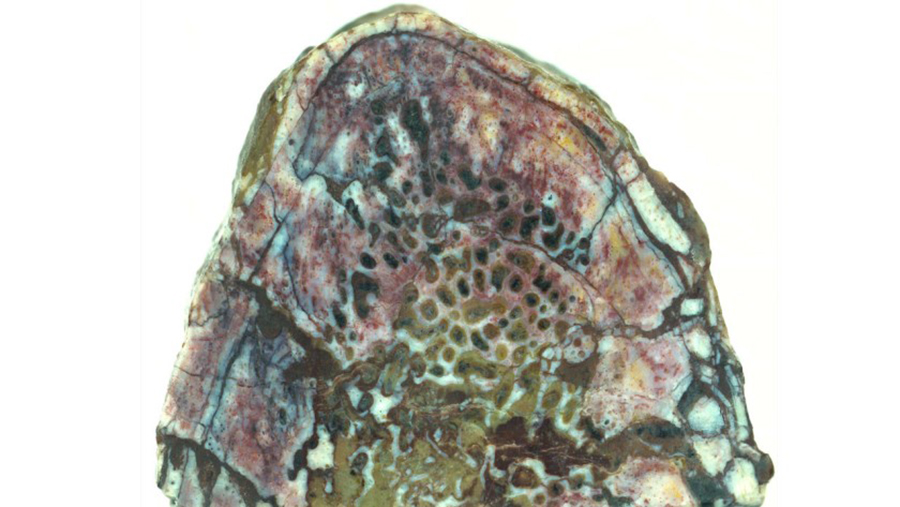 A piece of the 195-million-year-old Lufengosaurus rib, where bits of collagen were found. (Robert Reisz)