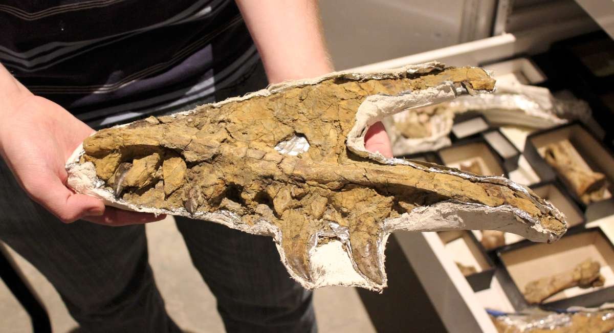 A piece of the juvenile T-rex uncovered during a previous dig. (Photo by Stephen Koranda)
