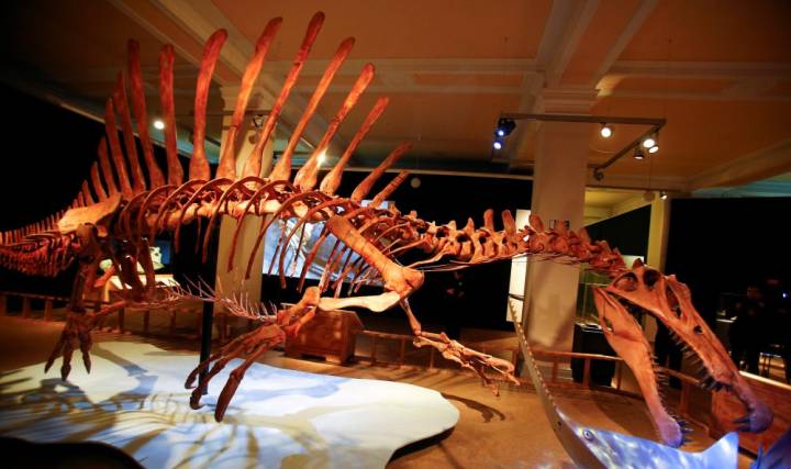  A skeleton model of a Spinosaurus is seen at the exhibition “Spinosaurus” at the Natural History Museum in Berlin, Germany, Feb. 8, 2016. REUTERS/Hannibal Hanschke