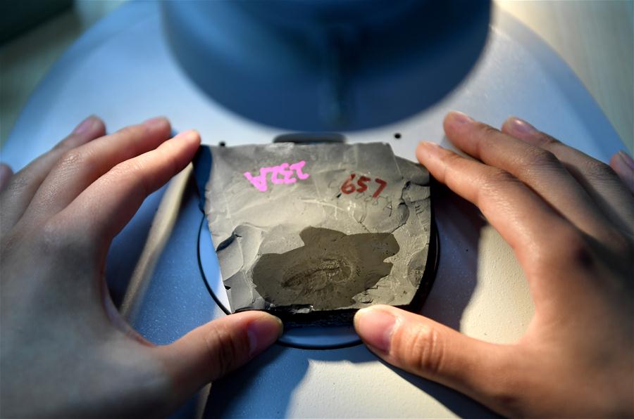 A student from the Department of Geology carries out research on a fossil from the Qingjiang biota in Northwest University in Xi'an, capital of northwest China's Shaanxi Province, April 8, 2019. [Photo/Xinhua]
