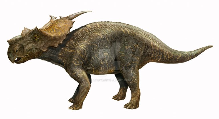 Achelousaurus horneri by atrox1