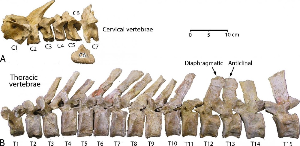 These are cervical and thoracic vertebrae of Aegicetus gehennae type specimen, an early ancestor of the modern whale. (Gingerich et al., 2019)