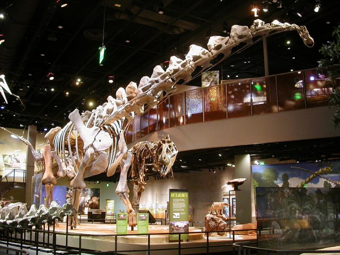 An Almosaurus skeleton at the Perot Museum. Photo: Dr. Matt Wedel via Wikimedia Commons, CC 4.0