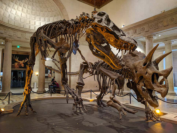 All birds are dinosaurs, but not all dinosaurs are birds. Here, a Tyrannosaurus skeleton is mounted next to a Triceratops skeleton at the Los Angeles Natural History Museum.Image: Matthew Dillon (Fair Use)