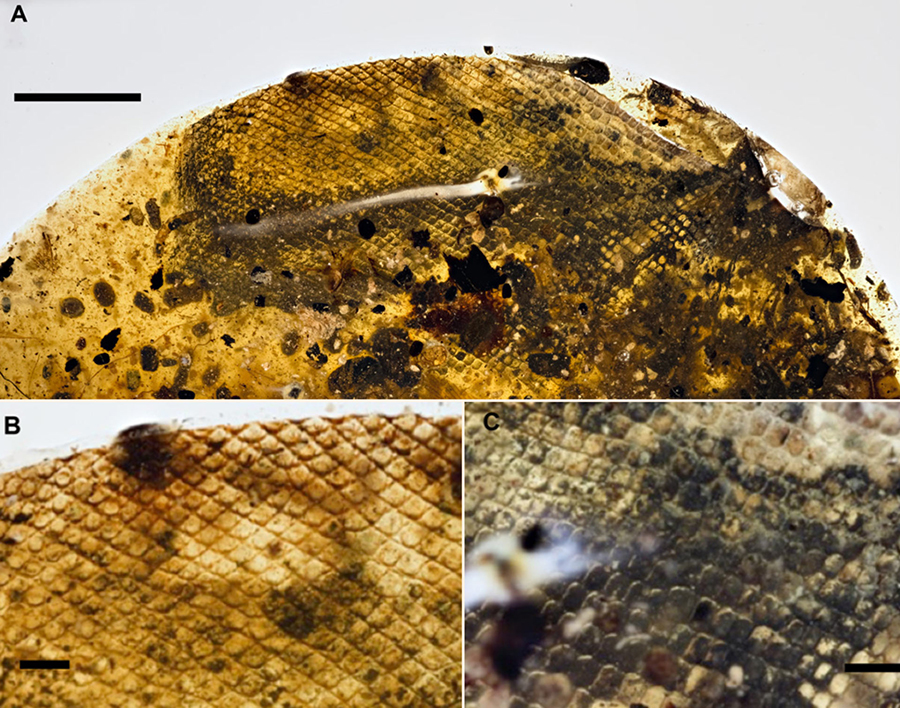 Light photographs of probable snake shed skin: (A) overall view of the complete specimen; scale bar – 5 mm; (B) close-up of the left portion of the specimen showing converging scale rows (center top); scale bar – 1 mm; (C) close-up of the right mid-region of the specimen; scale bar – 1 mm. Image credit: Xing et al, doi: 10.1126/sciadv.aat5042.