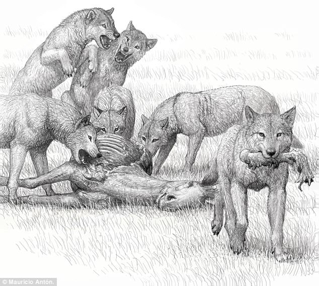 An artist's conception of feeding by a pack of bone-crushing dogs of the species Borophagus secundus, a relative of Borophagus parvus Credit: Maurició Anton