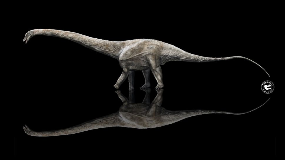 An illustration of Supersaurus shows what a giant it was, reaching at least 128 feet (39 meters) in length. (Image credit: Sean Fox/Fossil Crates)
