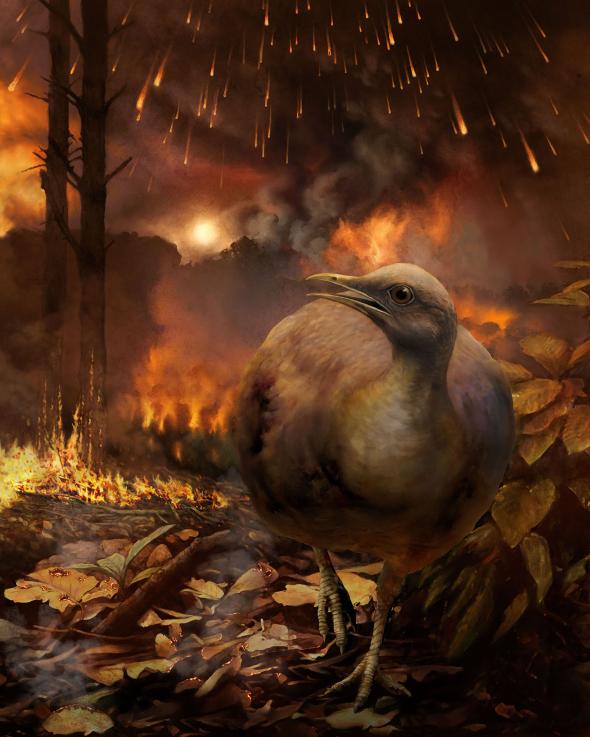 An illustration shows a hypothetical surviving bird lineage—small-bodied and ground-dwelling—fleeing a burning forest after the asteroid strike that eliminated nonavian dinosaurs.  ILLUSTRATION BY PHILLIP M. KRZEMINSKI