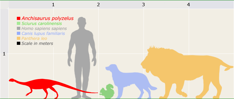 Anchisaurus size