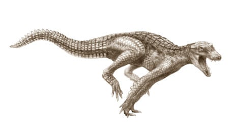 Artist's conception of Caprosuchus, which had a soft, dog-like nose and was an agile galloper. By Todd Marshall/National Geographic