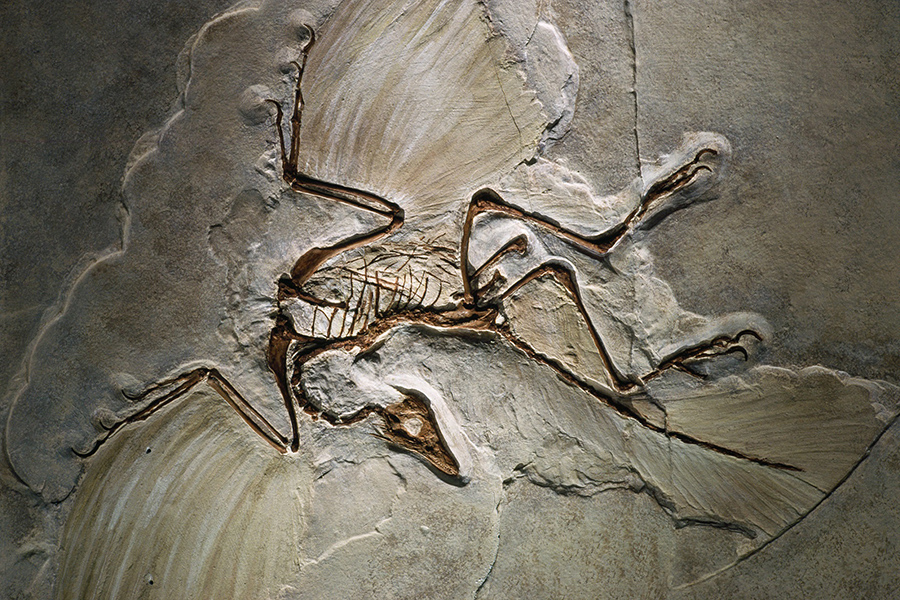 Archaeopteryx fossils are rare and precious - GETTY