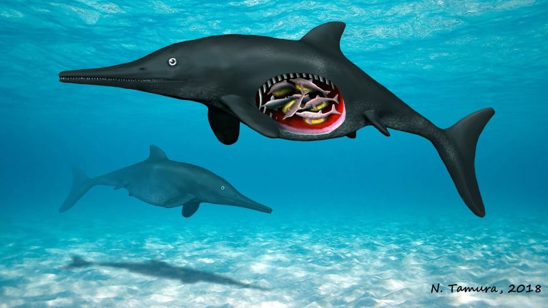 Artist's depiction of the pregnant Ichthyosaur, with cutaway revealing embryos. Illustration: Nobumichi Tamura